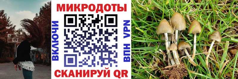 Псилоцибиновые грибы Psilocybine cubensis  Ессентуки 