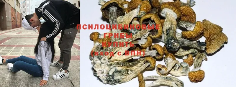 Псилоцибиновые грибы Psilocybine cubensis  наркотики  Ессентуки 